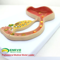 SELL 12454 Human Body Fertilized Egg Education Model